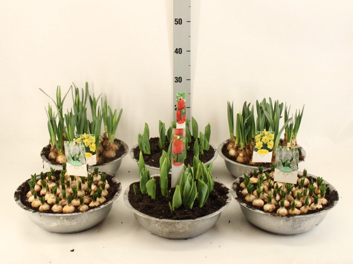 <h4>BOLBLOEMEN GEM</h4>