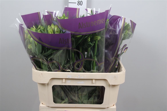 <h4>Alstr Pernilla</h4>