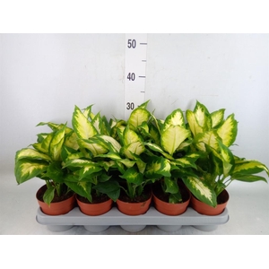 Dieffenbachia  'Camilla'