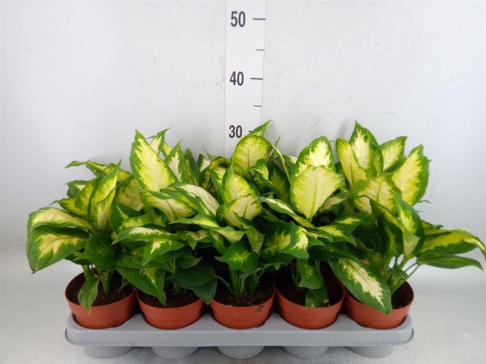 <h4>Dieffenbachia  'Camilla'</h4>
