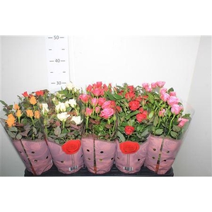 Ro Samadapl Gem 6 Sr