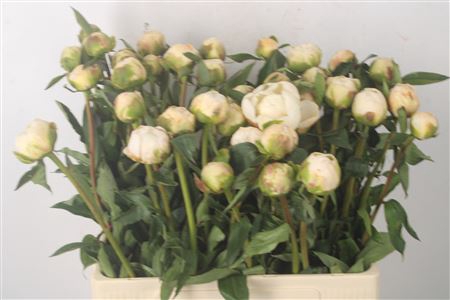<h4>Paeo L Flor Nicholls</h4>