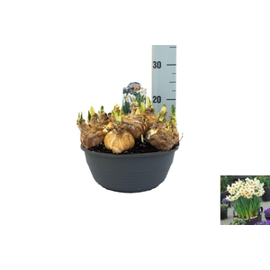 Narcissus taz. 'Geranium'