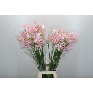 Nerine Sofie
