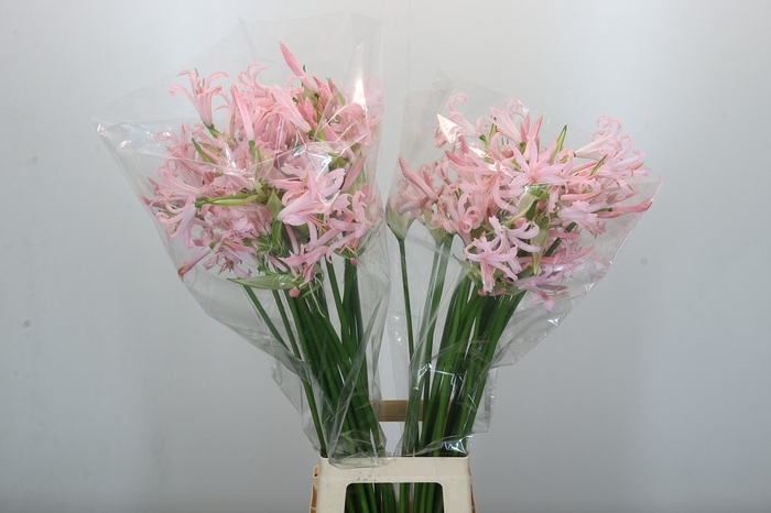 <h4>Nerine Sofie</h4>