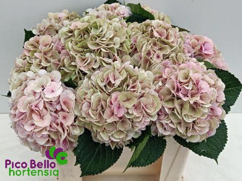 <h4>HYDR M MY VIENNA CL</h4>