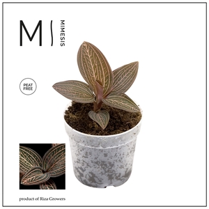 Mimesis Jewel Orchid KARMA Ludisia Ruby - 7cm