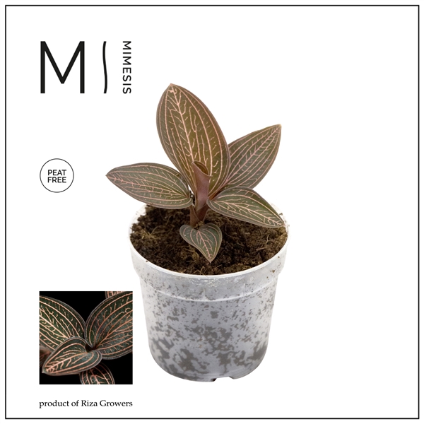 <h4>Mimesis Jewel Orchid KARMA Ludisia Ruby - 7cm</h4>