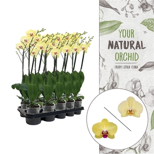 Your Natural Orchid | Yellow | Phalaenopsis 3 spike