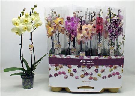 <h4>Phal Gem 2 Branches 16+</h4>