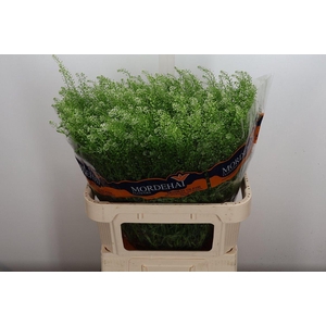 Lep Ru Green Bell 54gr