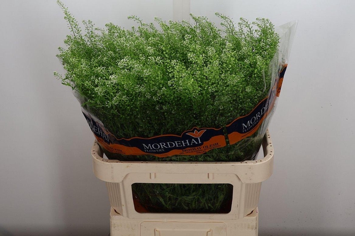 <h4>Lep Ru Green Bell 54gr</h4>