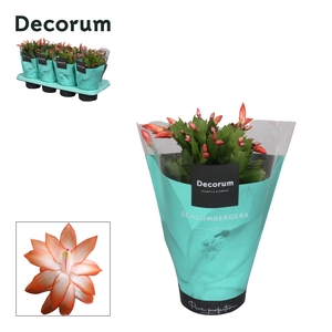 Schlumbergera - 13 cm - Orange (Vida) - Decorum