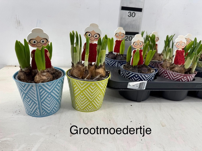 <h4>ARR HYACINTH</h4>