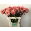 Dahlia Preference