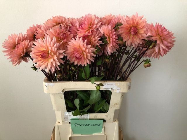 Dahlia Preference