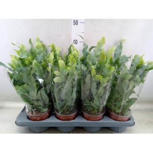 Phlebodium aureum 'Blue Star'