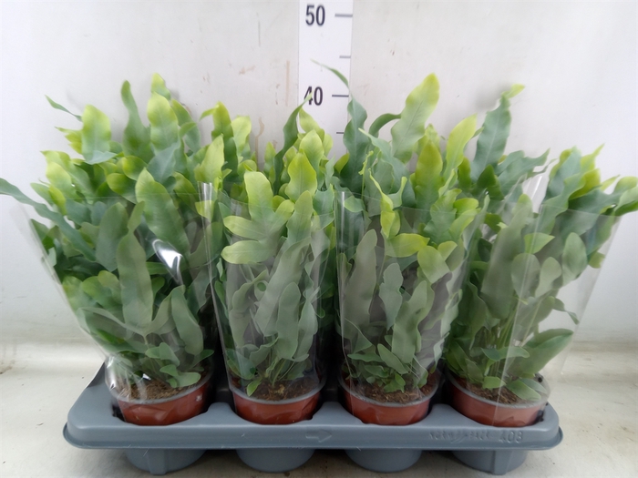 <h4>Phlebodium aureum 'Blue Star'</h4>
