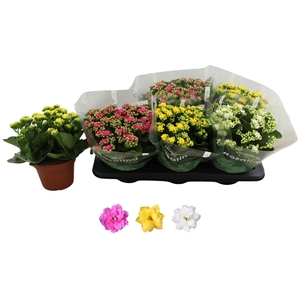 KALAN CALAN MIX ROSALINA P15