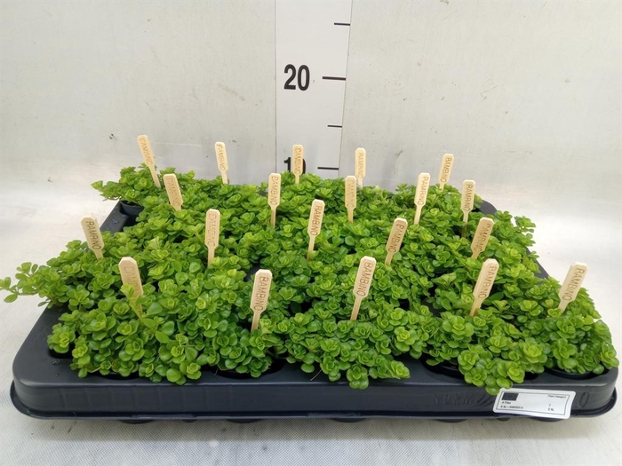 <h4>Pilea depressa</h4>