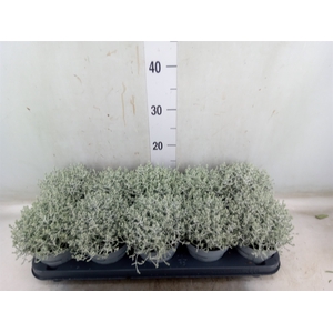 Leucophyta     [Calocephalus]