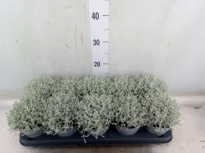 <h4>Leucophyta     [Calocephalus]</h4>