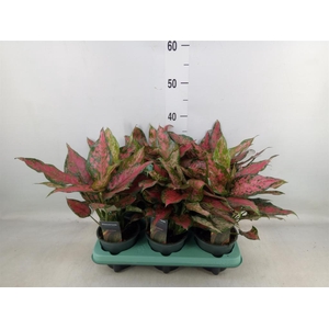 Aglaonema   ...