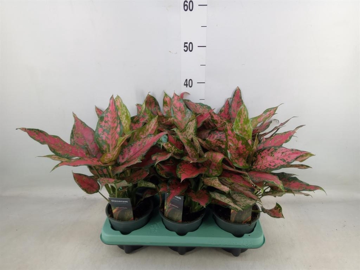 <h4>Aglaonema ...</h4>