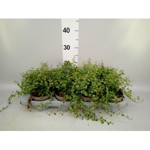 Ficus pumila 'White Sunny'