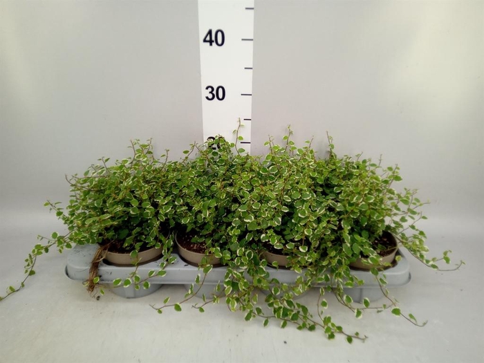 <h4>Ficus pumila 'White Sunny'</h4>