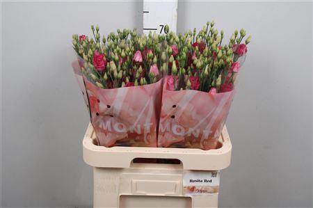 <h4>Eus G Rosi Ruby Red</h4>