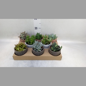 Succulents   ...