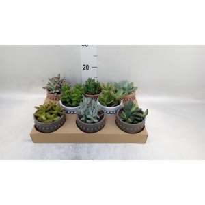 Succulents   ...