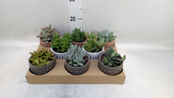 <h4>Succulents   ...</h4>
