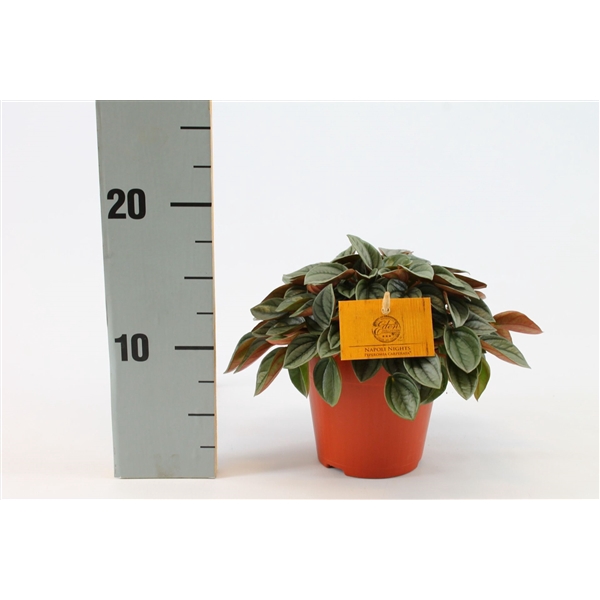 <h4>Peperomia Napoli Nights 12cm</h4>