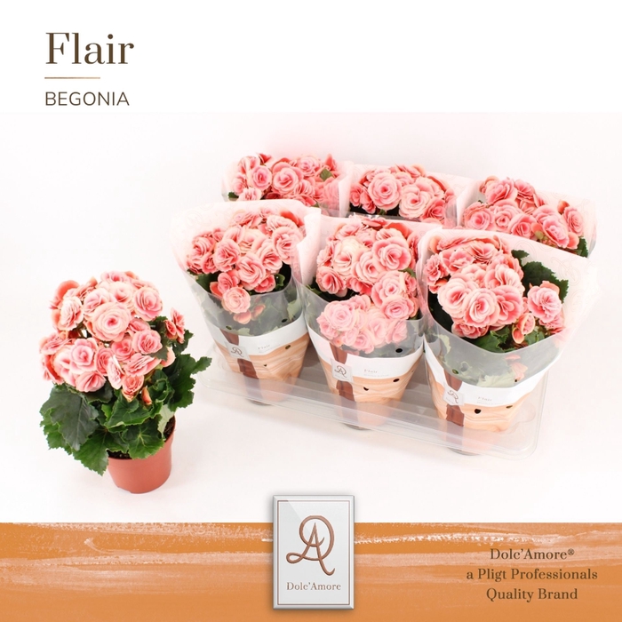 <h4>Begonia Elat. Borias</h4>