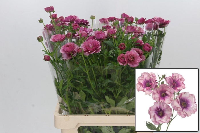 <h4>RAN BUTTERFLY THIVA</h4>