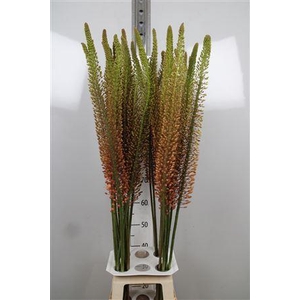 Eremurus  'Ruiter cultivars'