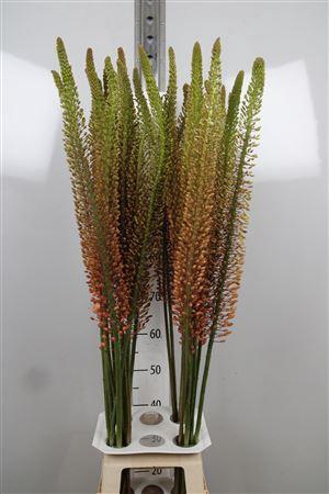 <h4>Eremurus  'Ruiter cultivars'</h4>