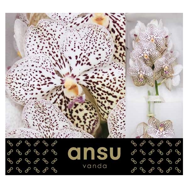 <h4>Vanda Purple Confetti</h4>