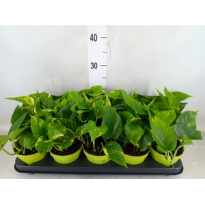 Epipremnum pinn. 'Aureum'