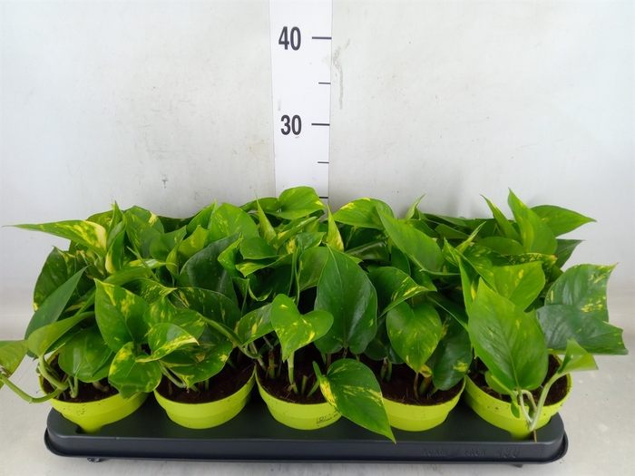 <h4>Epipremnum pinn. 'Aureum'</h4>