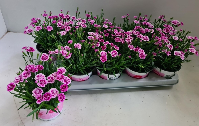 <h4>DIAN DI PINK KISSES</h4>