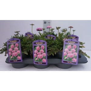Scabiosa columb. 'Pink Mist'