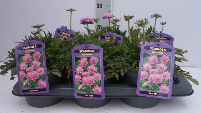 <h4>Scabiosa columb. 'Pink Mist'</h4>