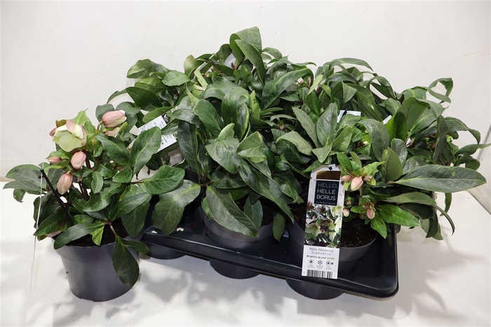 <h4>arr8 Hell Ov</h4>