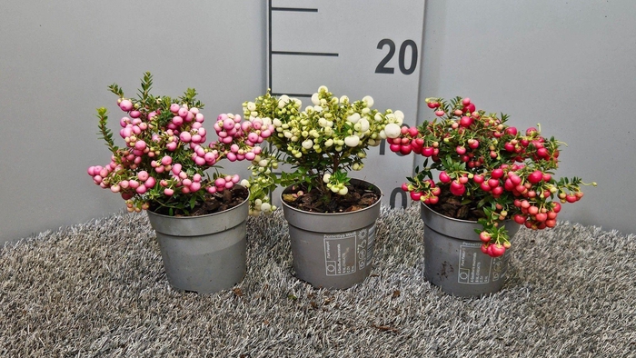 <h4>Pernettya div laag Middel</h4>