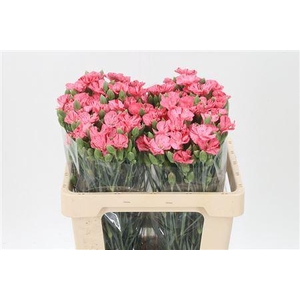 Di Te Solomio Sweet Watermelon