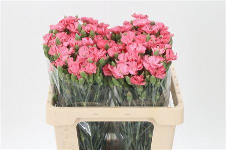 <h4>Di Te Solomio Sweet Watermelon</h4>