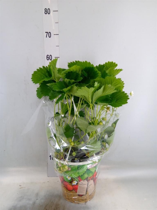 <h4>Fragaria   ...</h4>